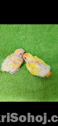 Lovebird01924758390callwp